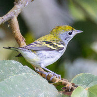 Chestnut-sided Warbler